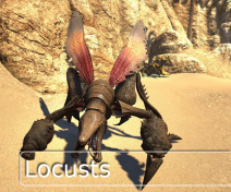 Locusts