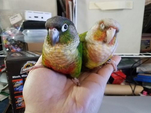 my birds.jpg