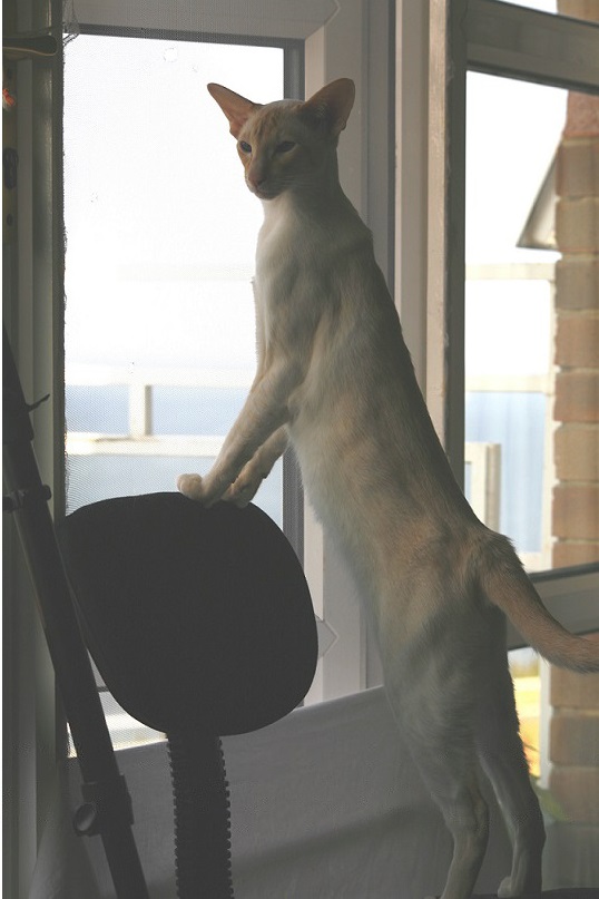 tcat.jpg